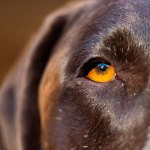 A dogs eye