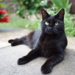 black Bombay cat lying on outside patio