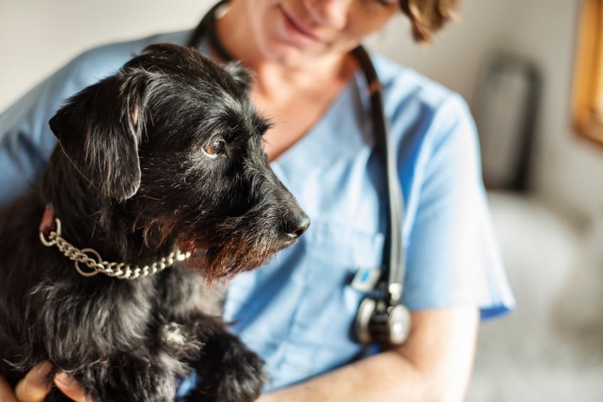 A cute dog with a female veterinarian