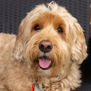 goldendoodle with its tongue out