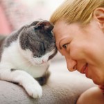 gray and white cat head butting woman