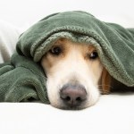 light colored dog hiding under a blanket