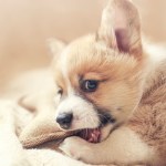 Corgi puppy chewing on toy
