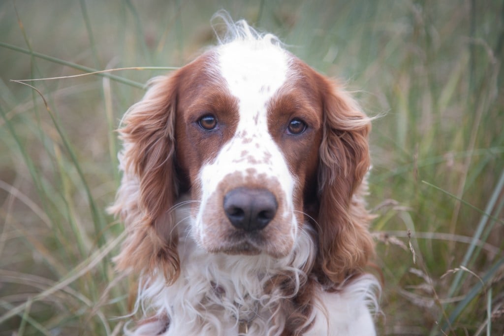 Close up of Welsh springer spaniel face