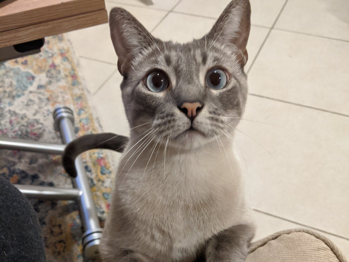 gray cat with light eyes