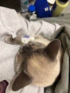 gray cat receiving IV fluids