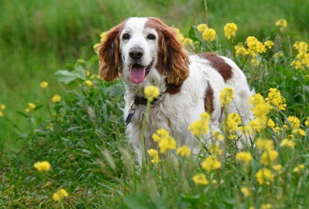 Welsh springer spaniel standing in grass among yellow flowers