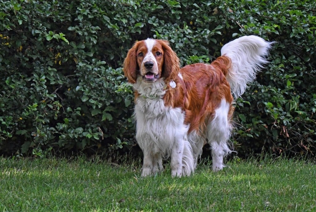 Welsh springer spaniel standing in grass
