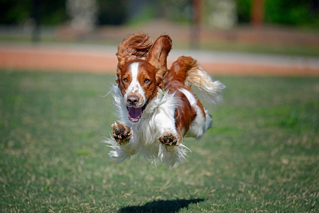 action shot of Welsh springer spaniel running through the grass