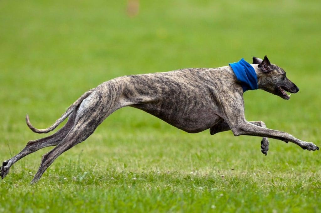 brindle greyhound dog mid run