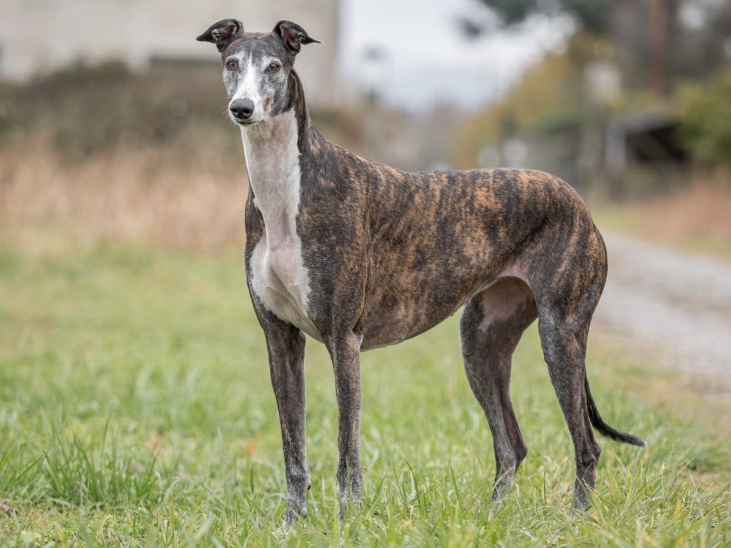 brindle greyhound standing in grass