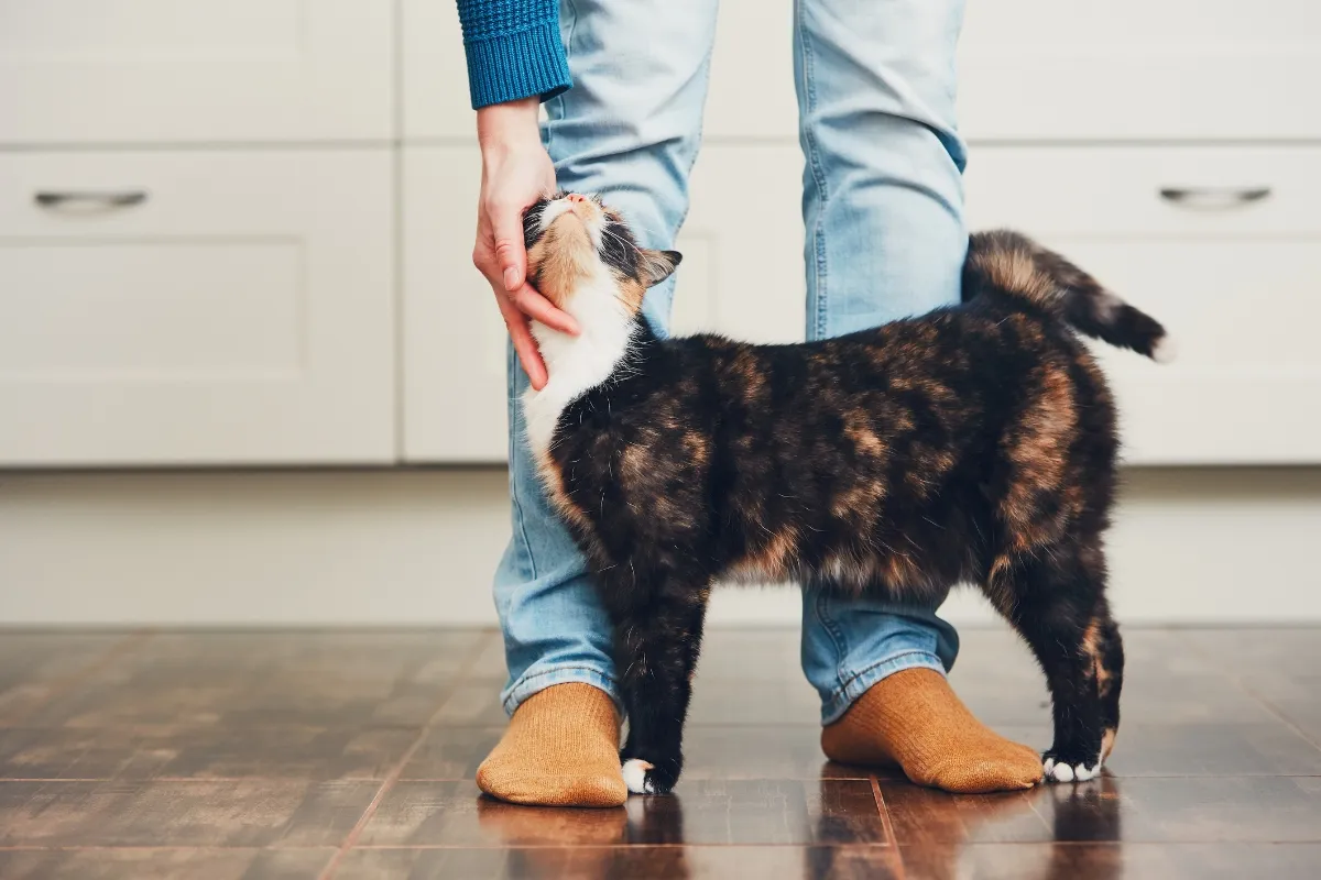 brown cat rubbing against persons legs