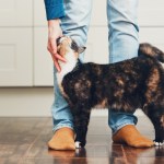 brown cat rubbing against persons legs