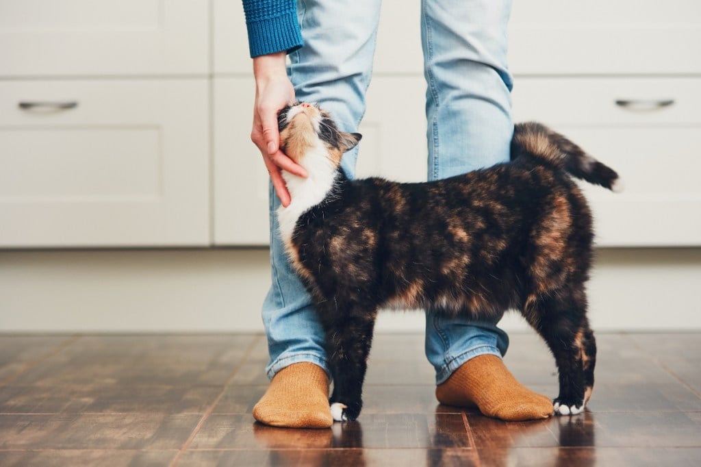 brown cat rubbing against persons legs