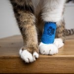Fluffy Cat paws with blue medical bandage after the vet visit