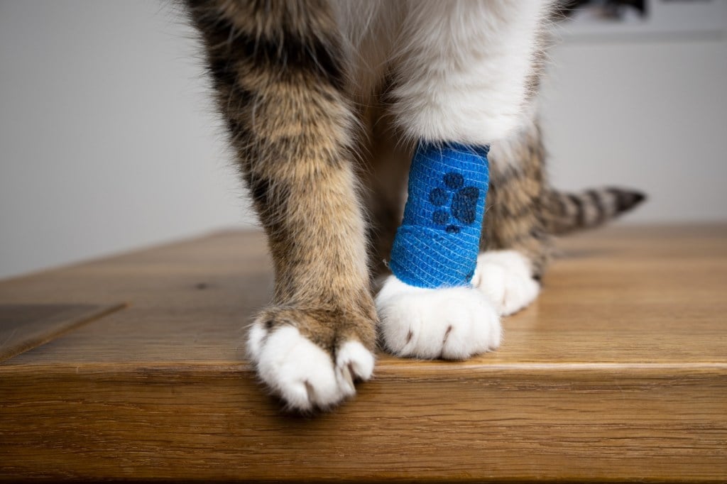 Fluffy Cat paws with blue medical bandage after the vet visit