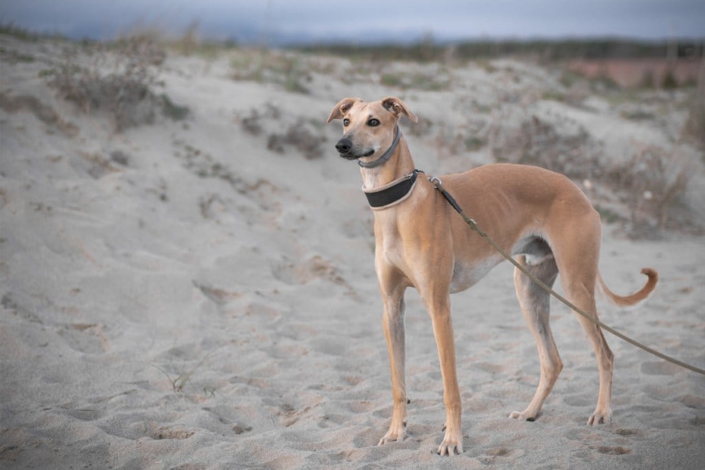 golden greyhound dog standing on sandy beach