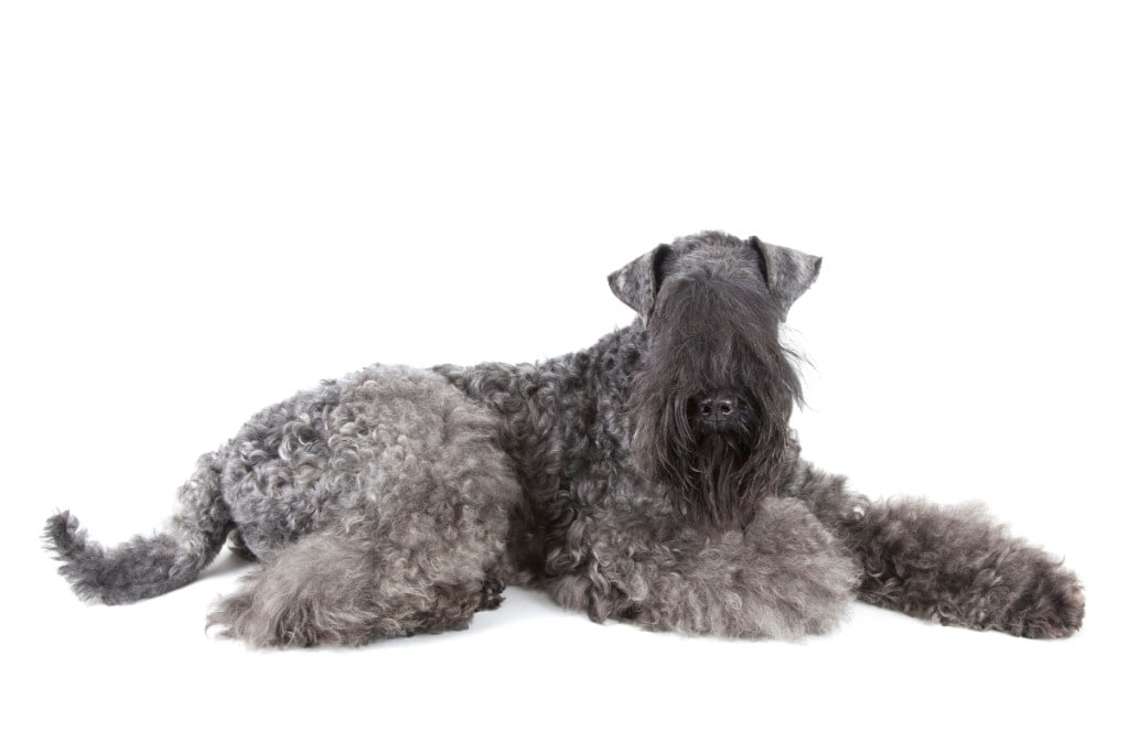 kerry blue terrier lying down against white background