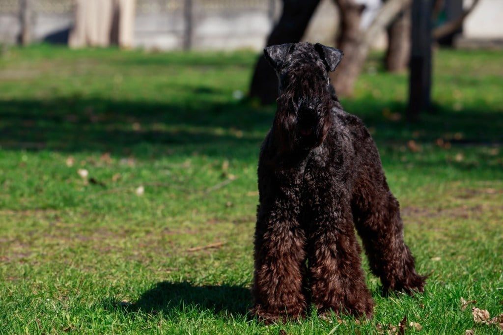 Kerry Blue Terrier standing on the green grass