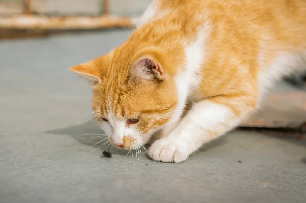 orange cat with a dead fly