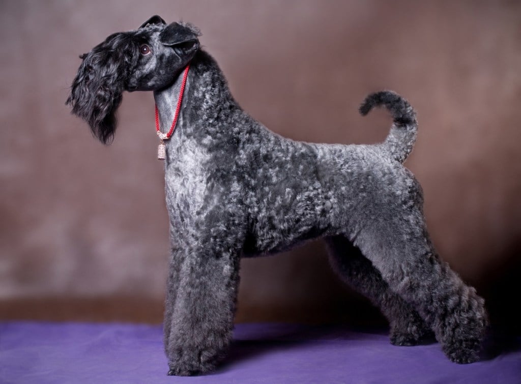 a very beautiful Kerry Blue Terrier dog stands in a stand on a brown background