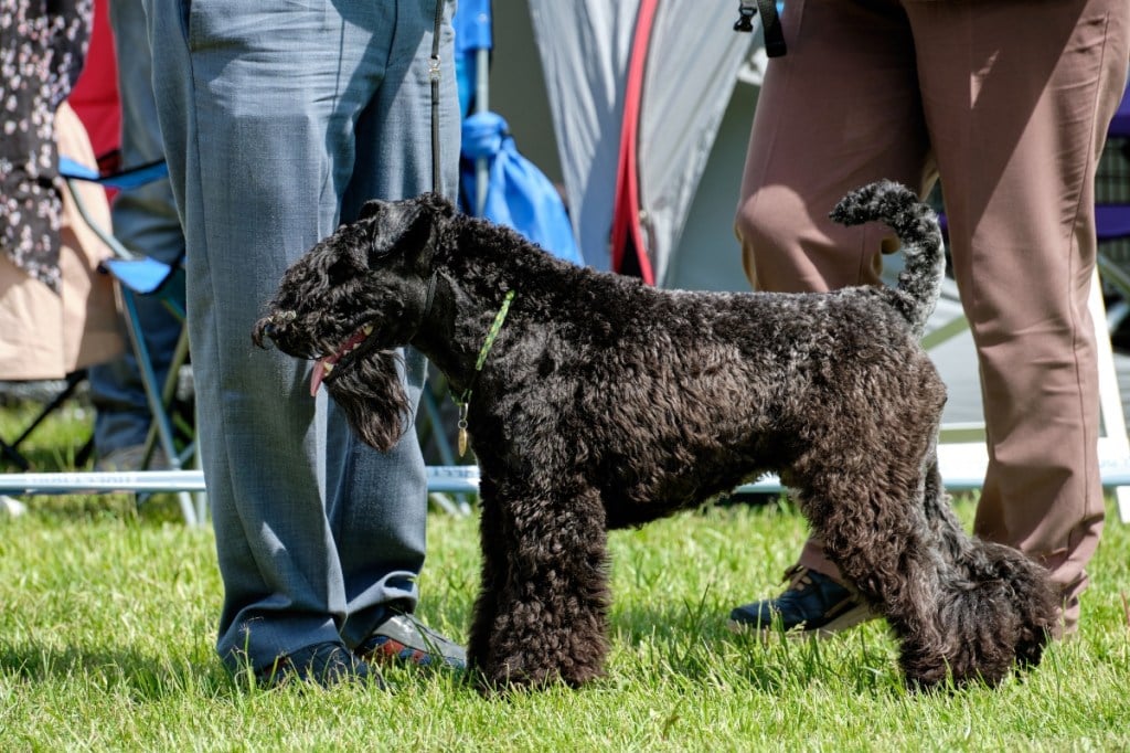 The blue terrier stands sideways on the green grass.