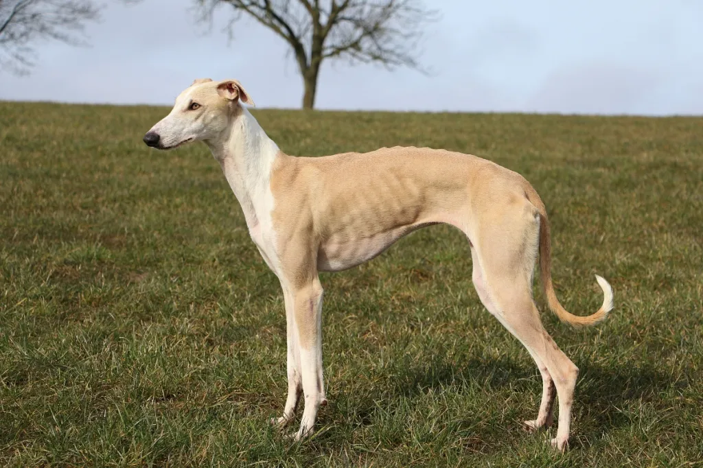 profile view of tan greyhound standing on grass