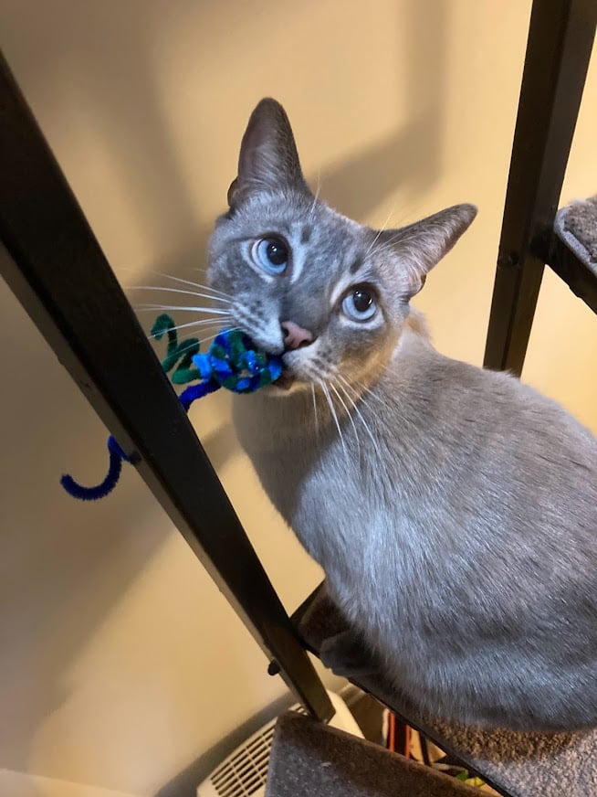 gray cat looking up with toy in its mouth