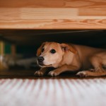 Terrified little dog lying on the floor below bed.