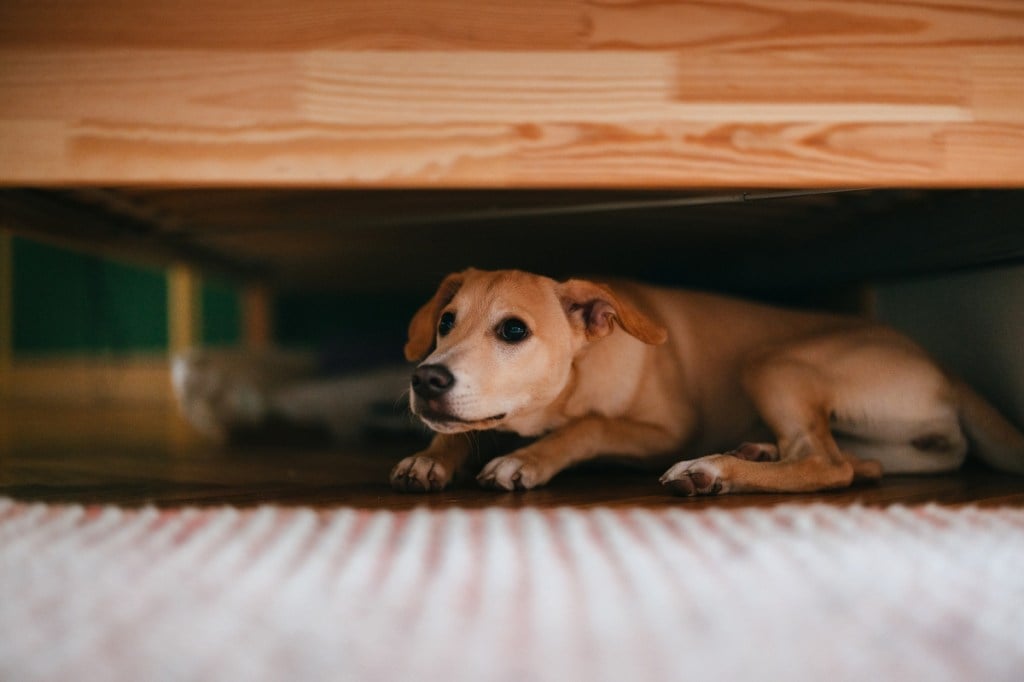 Terrified little dog lying on the floor below bed.