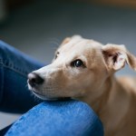 shorthaired dog looking up at human