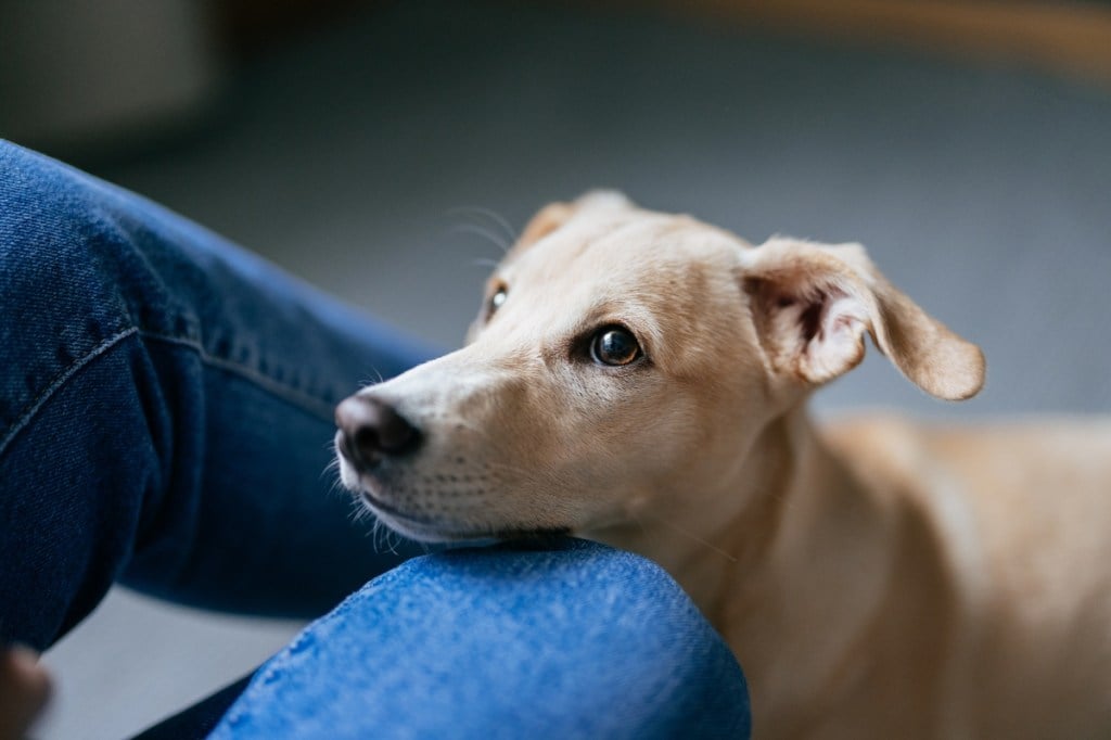 shorthaired dog looking up at human