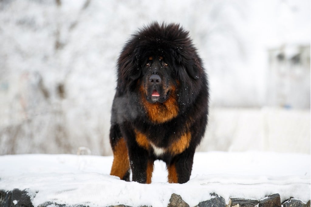 black fluffy tibetan mastiff standing in snow