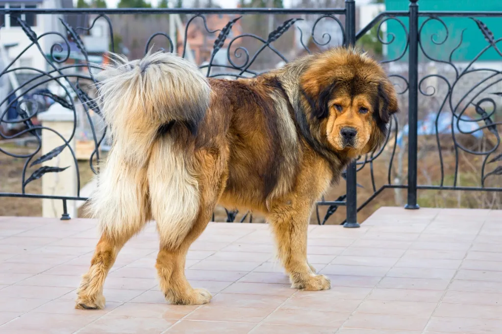 brown and black Tibetan mastiff standing by fence