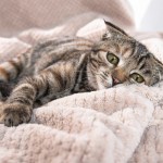 gray cat lying on blanket