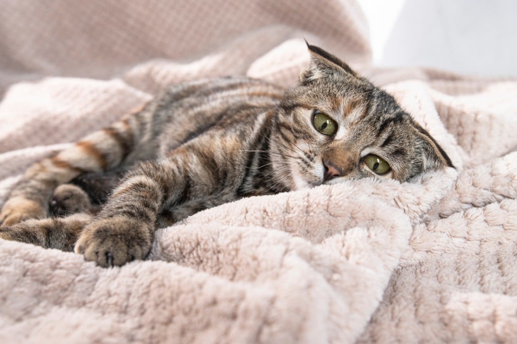 gray cat lying on blanket