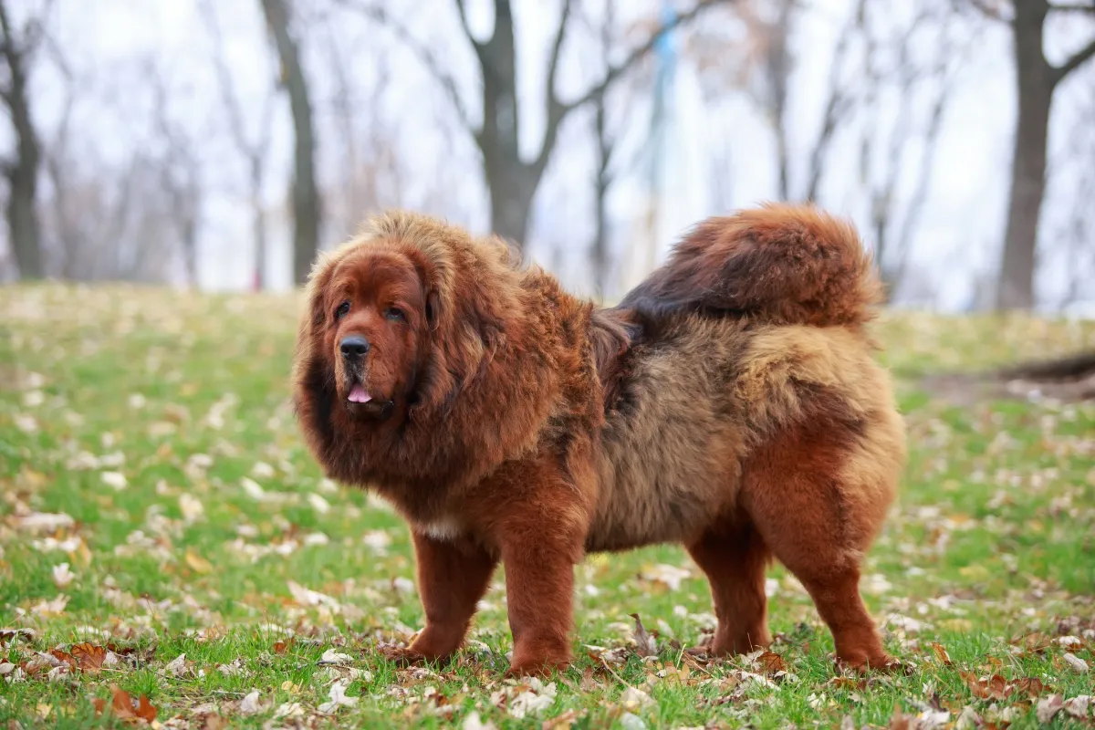 red tibetan mastiff standing in fall leaves