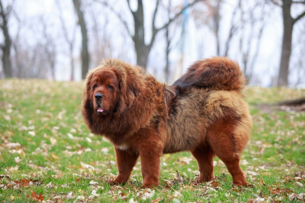 red tibetan mastiff standing in fall leaves