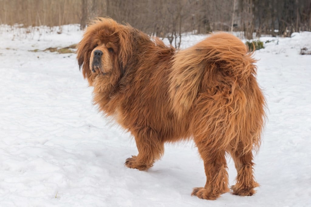 red tibetan mastiff standing in snow