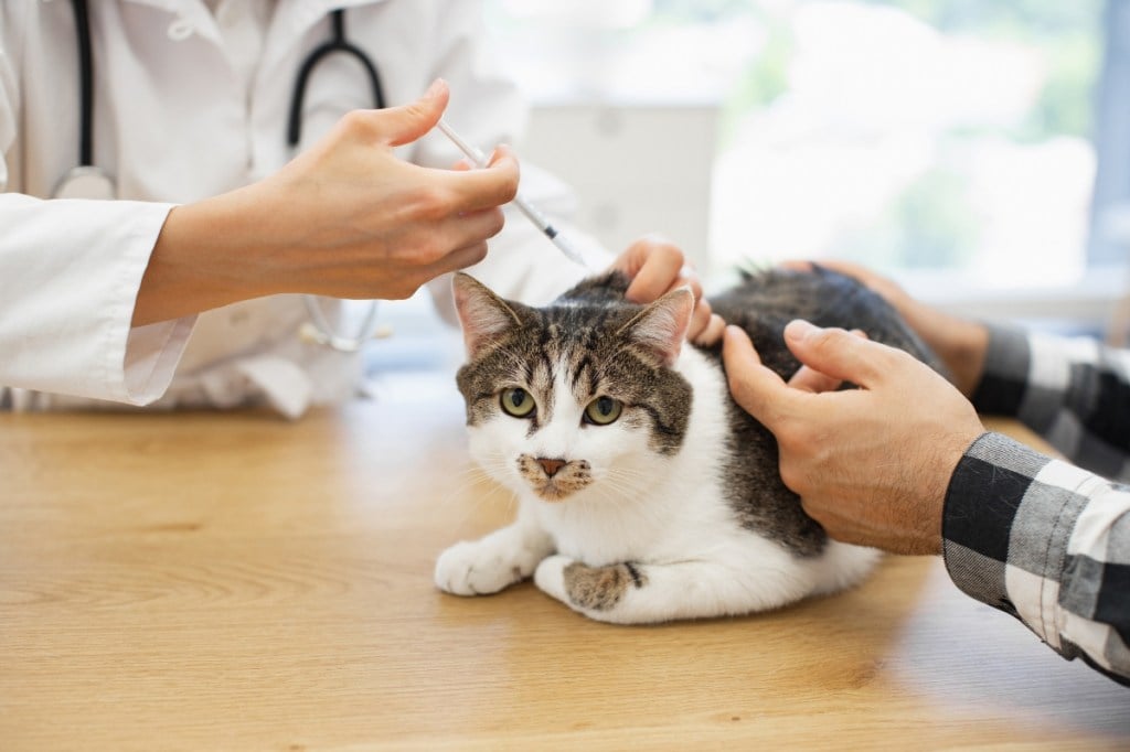 brown and white cat getting vaccine
