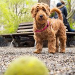 golden doodle playing fetch in public dog park.