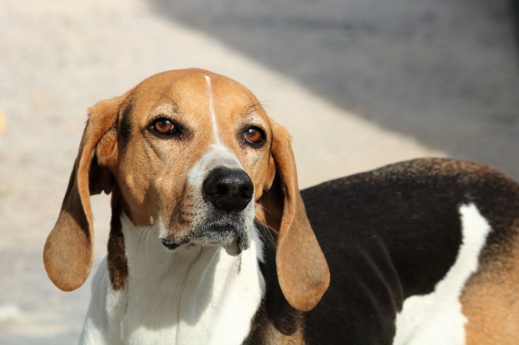 close up of american foxhound face