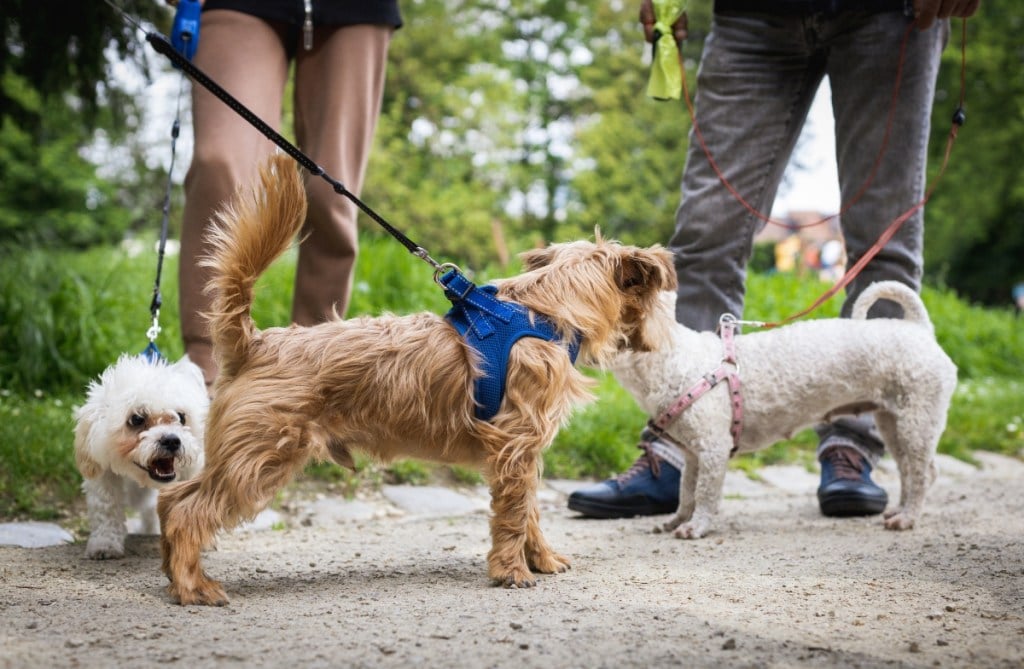 two people with leashed dogs meeting