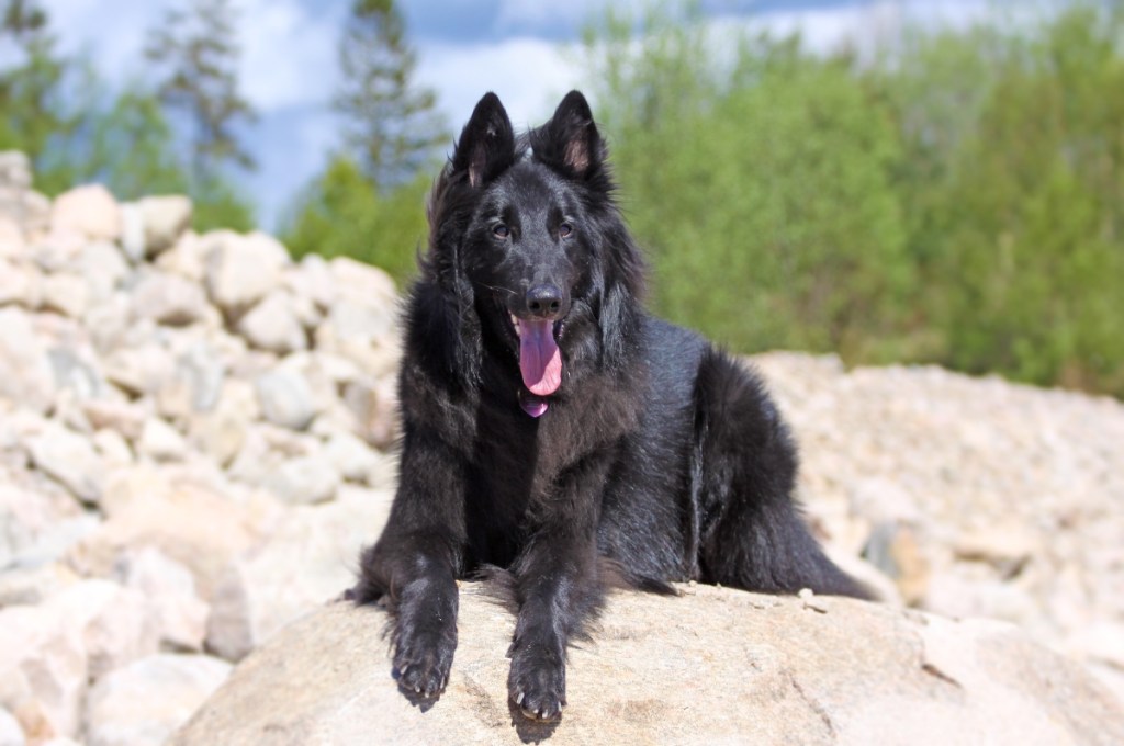 Belgian sheepdog lying on boulder in the sun
