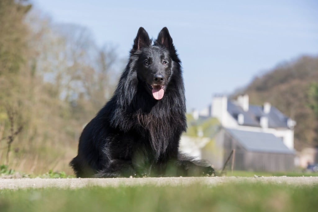 Belgian sheepdog lying down outside