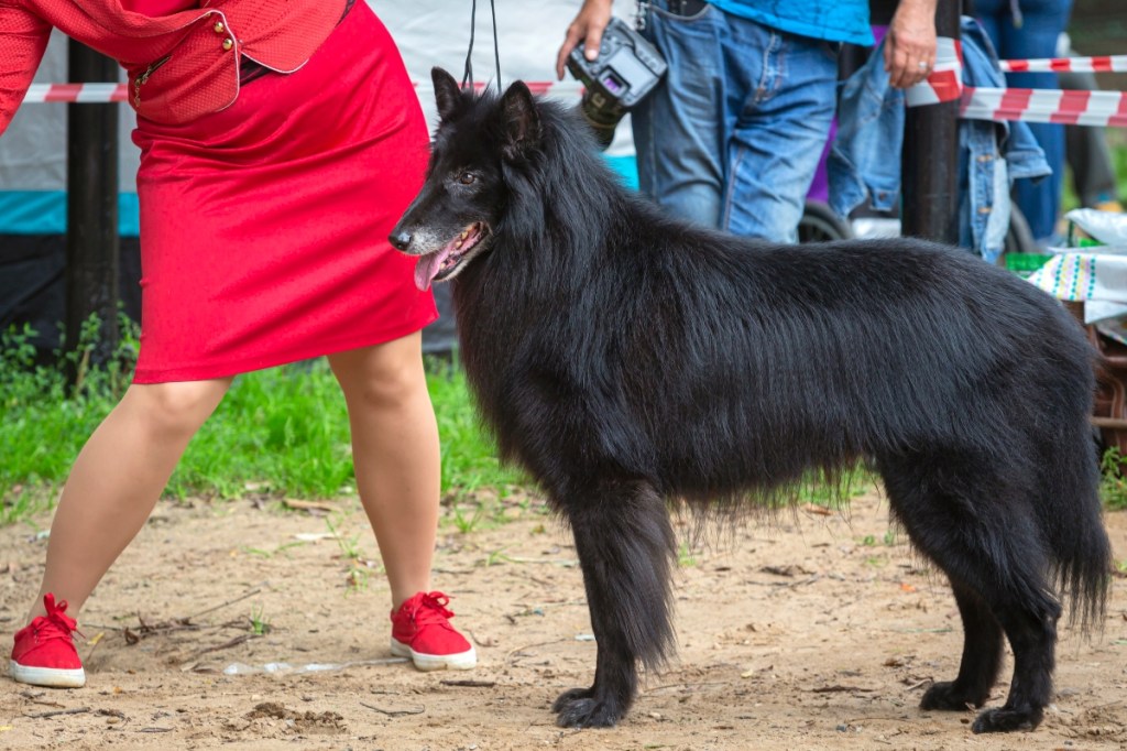dog handler displaying Belgian sheepdog