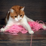 White and orange cat playing with ball of pink yarn on the floor