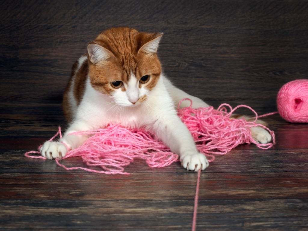 White and orange cat playing with ball of pink yarn on the floor