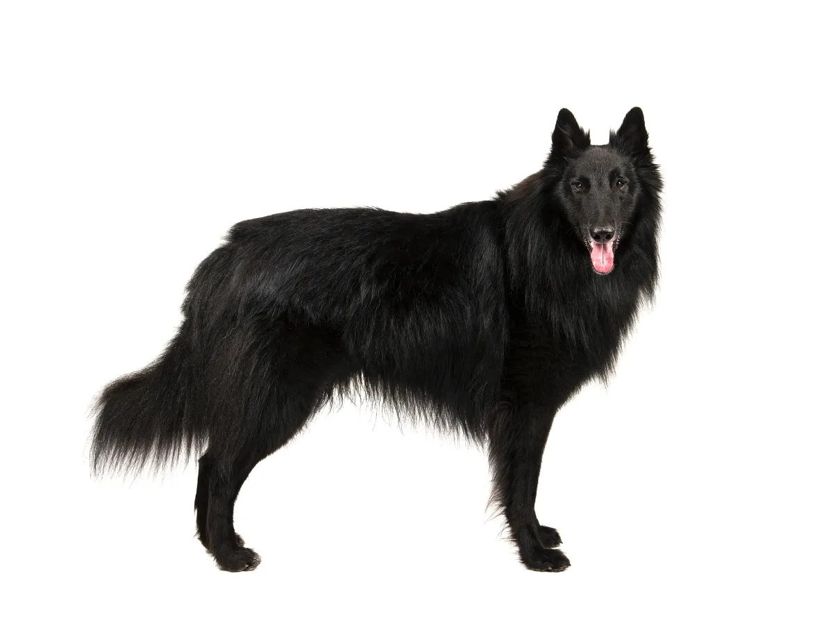 profile of Belgian sheepdog on white background