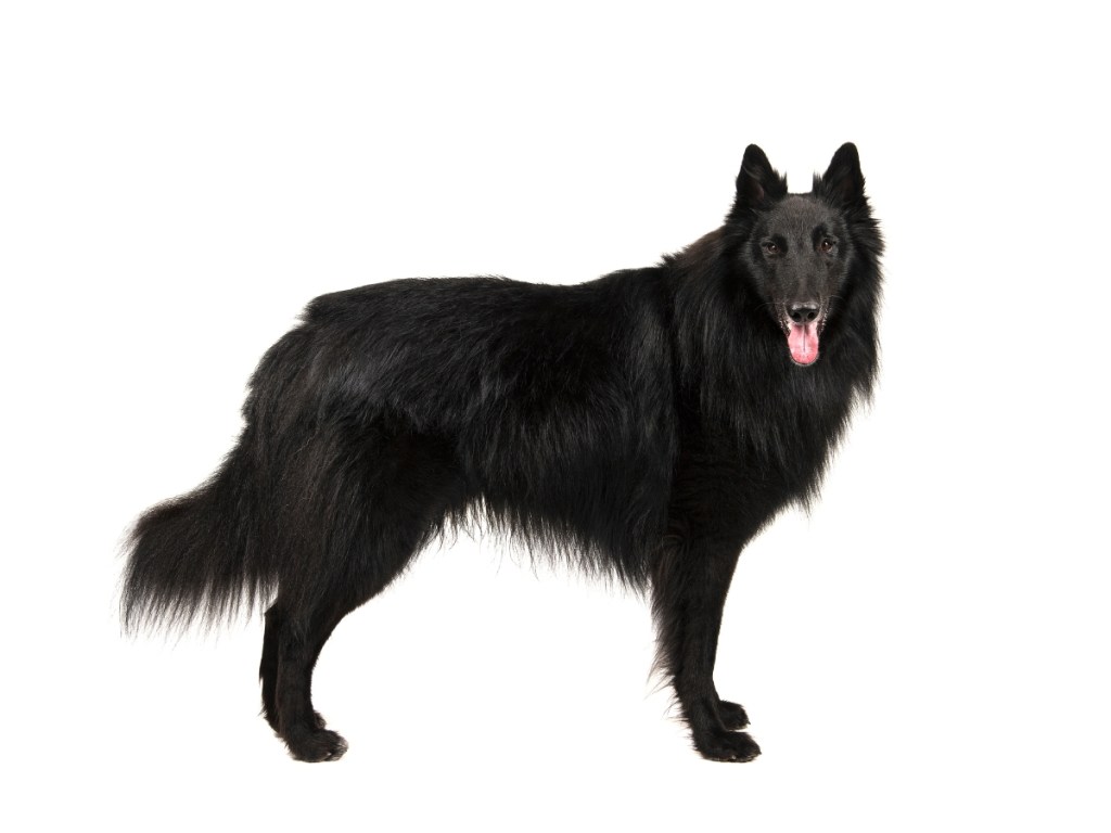 profile of Belgian sheepdog on white background